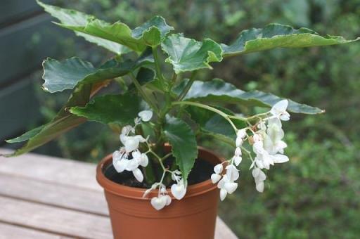 B. ‘Diamond Lili’